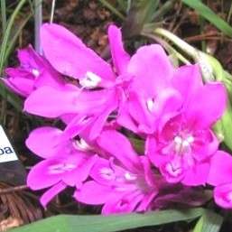 Babiana curviscapa Seeds - Indigenous Bulbs Seeds