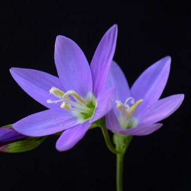 10 Geissorhiza inaequalis Seeds - Indigenous Bulbs Seeds