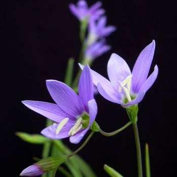 Geissorhiza inaequalis Seeds - Indigenous Bulbs Seeds