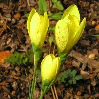 10 Geissorhiza ornithogaloides Seeds - Indigenous Bulbs Seeds