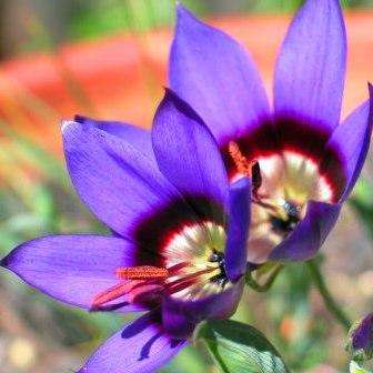 10 Geissorhiza monanthos Seeds - Indigenous Bulbs Seeds