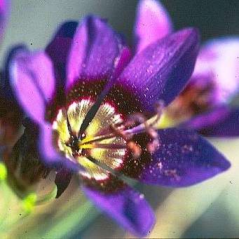 Geissorhiza monanthos Seeds - Indigenous South African Bulbs Seeds