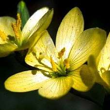 Geissorhiza juncea Seeds - Indigenous Bulbs Seeds