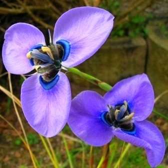 5 Moraea gigandra Seeds - Indigenous South African Bulb Seeds For Sale From South Africa