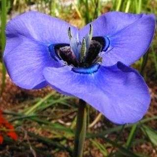 Moraea gigandra Seeds - Indigenous South African Bulb Seeds For Sale From South Africa