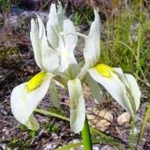 10 Moraea angusta Seeds - Indigenous Bulbs Seeds