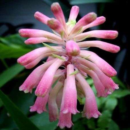 10 Veltheimia bracteata Seeds ~ Forest Lily - Indigenous Bulbs Seeds