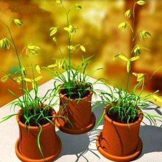 Albuca cooperi Seeds Bulbous - Indigenous Perennial flowering Bulb Seeds