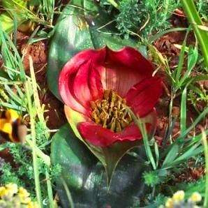 Androcymbium latifolium Seeds - Indigenous Bulbs Seeds