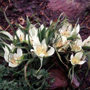 Androcymbium striatum Seeds - Indigenous Bulbs Seeds