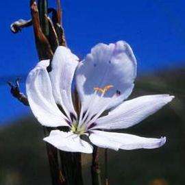10 Aristea spiralis Seeds - Indigenous South African Native Perennial Bulb - Flat Insured Ship Rate