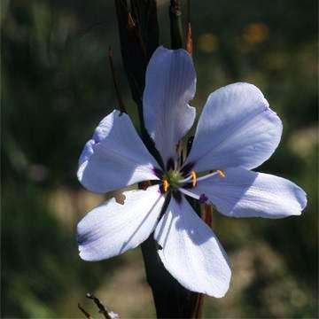Aristea spiralis Seeds - Evergreen Indigenous Bulbs Seeds