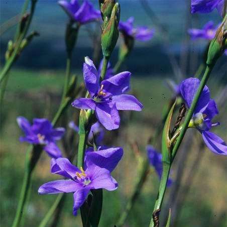 Aristea monticola Seeds - Indigenous Evergreen Bulbs Seeds
