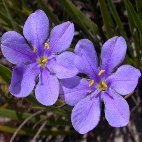 Aristea africana Seeds - Indigenous Bulbs Seeds