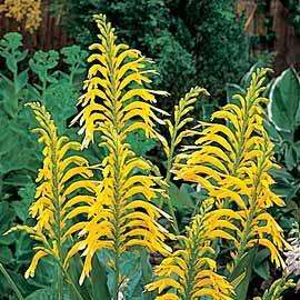 10 Chasmanthe floribunda var. duckittii Seeds - Yellow Cobra Lily Sow Autumn Indigenous Bulbs Seeds