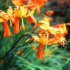 Crocosmia aurea - Falling Stars, Valentine Flower Seeds - Indigenous South African Bulb Seeds