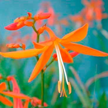 10 Crocosmia aurea - Falling Stars, Valentine Flower Seeds - Indigenous South African Bulb Seeds