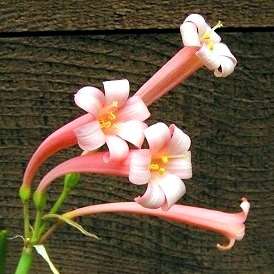 10 Cyrtanthus mackenii Seeds - Ifafa Lily - Indigenous Bulbs Seeds