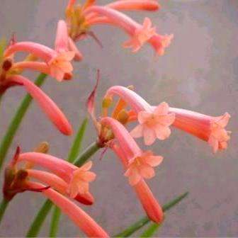 Cyrtanthus mackenii Seeds - Ifafa Lily - Indigenous Bulbs Seeds