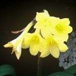 10 Cyrtanthus flanaganii Seeds ~ Yellow Dobo Lily ~ Indigenous Bulbs Seeds