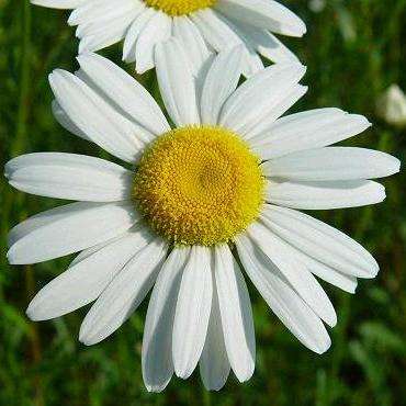 25 Ox-Eye Daisy Seeds - Chrysanthemum leucanthemum Seeds - Perennial