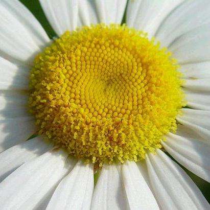Ox-Eye Daisy - Chrysanthemum leucanthemum Seeds - Perennial