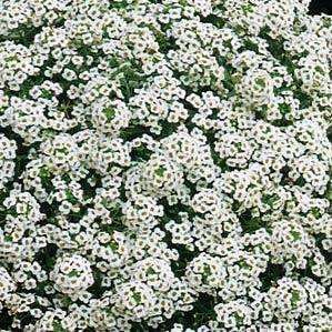 Lobularia maritima Seeds - Sweet Alyssum Carpet of Snow - Sow Autumn Spring - Annual Seeds