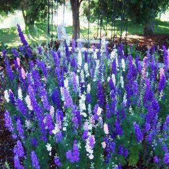 Giant Imperial Larkspur Seeds - Consolida ambigua - Sow Spring Autumn - Annual