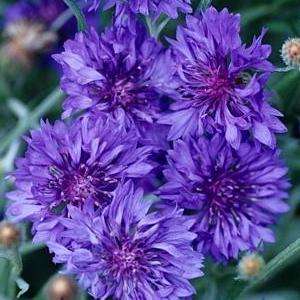 100 Dwarf Cornflower 'Jubilee Gem' Seeds - Centaurea cyanus - Annual Seeds - Sow Spring