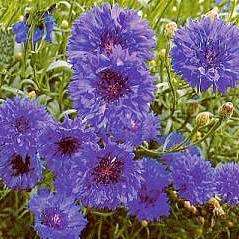 Dwarf Cornflower 'Jubilee Gem' Seeds - Centaurea cyanus - Annual Seeds - Sow Spring