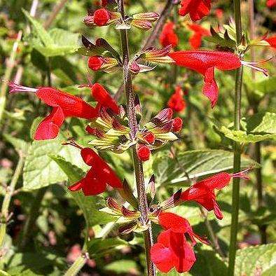 Salvia coccinea Seeds - Sow Spring - Scarlet Sage - Perennial Seeds