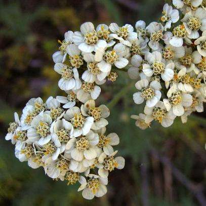 Bloodwort Seeds - Achillea millefolium - Perennial Seeds - Sow Spring Autumn