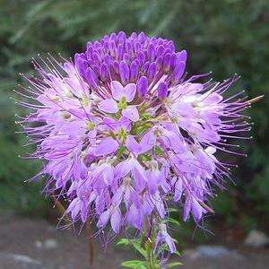 Cleome serrulata Seeds - Bee Spiderflower - Sow Autumn Spring - Annual Seeds