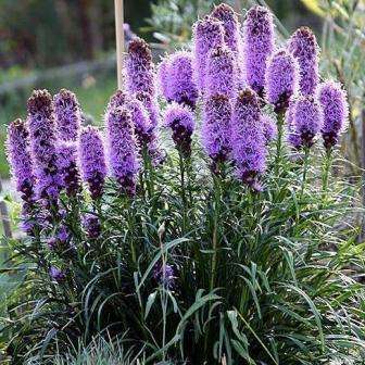 10 Prairie Gay Feather Seeds - Liatris spicata - Sow Spring - Perennial Seeds
