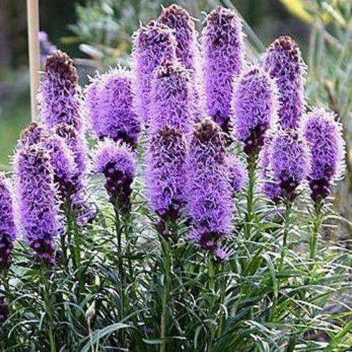 Prairie Gay Feather Seeds - Liatris spicata - Sow Spring - Perennial Seeds for Africa and Worldwide