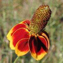 Mexican Hat, Upright Praire Coneflower Seeds - Ratibida columnaris - Sow Spring - Perennial Seeds