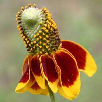 10 Mexican Hat, Upright Praire Coneflower Seeds - Ratibida columnaris -Sow Spring - Perennial Seeds