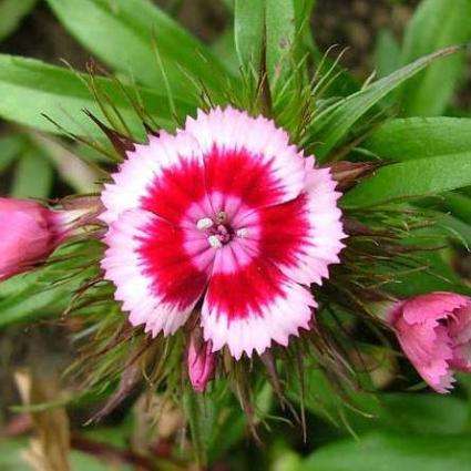 Dianthus barbatus Seeds - Sweet William - Sow Spring Autumn - Biennial Seeds