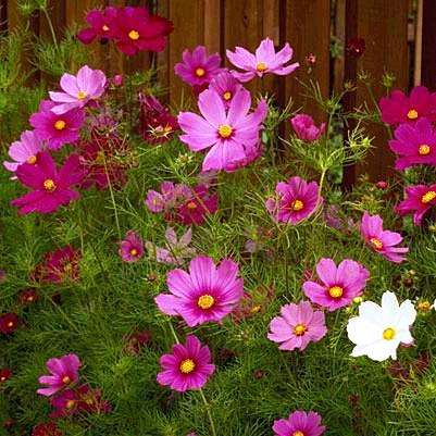 Cosmos bipinnatus Seeds - Sensation Mix Cosmos - Sow Spring Summer - Annual