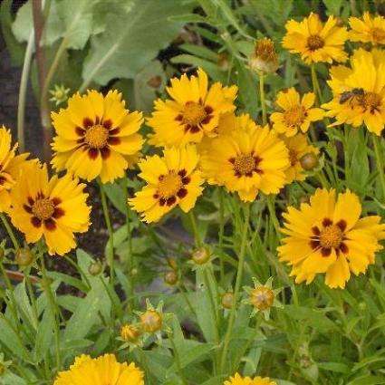 Lance-Leaved Coreopsis Seeds ~ Coreopsis lanceolata - Perennial Seeds