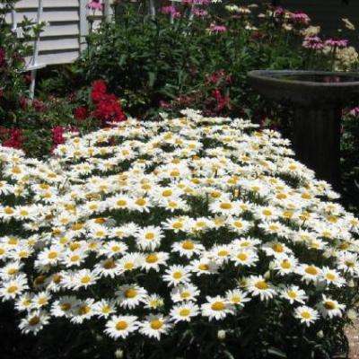 Shasta Daisy - Leucanthemum x superbum 'Alaska' Seeds - Perennial