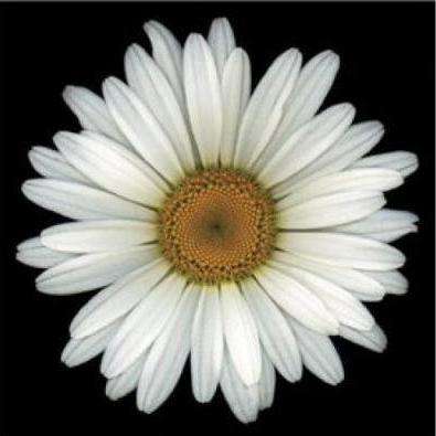 50 Shasta Daisy Seeds - Leucanthemum x superbum 'Alaska' Seeds - Perennial