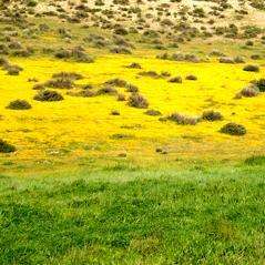 500 California Goldfields Seeds - Lasthenia glabrata - Sow Spring Autumn - Annual