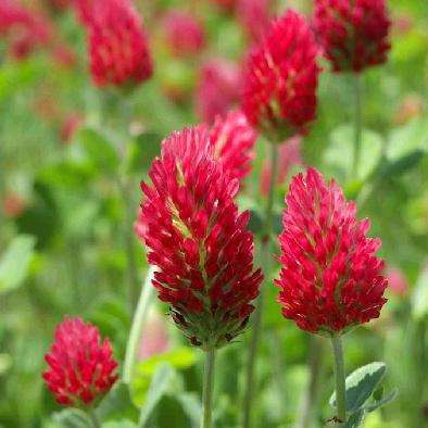 100 Crimson Clover Seeds - Trifolium incarnatum - Sow Spring Autumn - Annual
