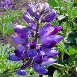 Succulent Lupine Seeds - Lupinus succulentus - Sow Spring Autumn - Stunning Exotic Annual
