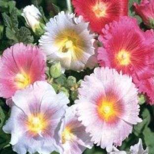 Alcea rosea 'Indian Spring' Mix Seeds - Perennial Seeds