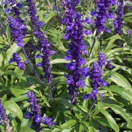 100 Blue Sage Seeds - Salvia farinacae - Sow Spring - Bulk Perennial Seeds