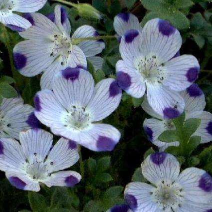 50 Five Spot Seeds - Nemophila maculata - Sow Spring - Annual