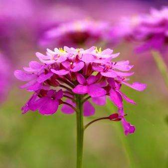 Globe Candytuft Seeds - Iberis umbellata - Sow Spring - Annual