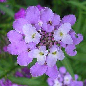 100 Candytuft Dwarf Seeds - Iberis umbellata - Sow Spring - Annual Flower Seeds